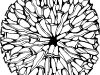 chrysanthemum_basic